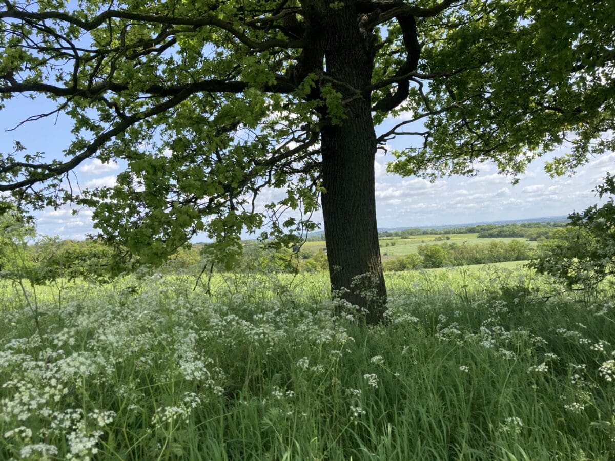 Walks